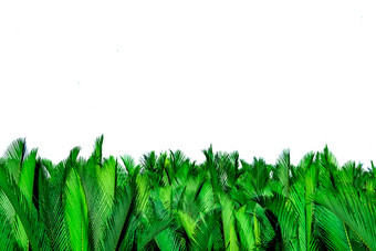 绿色叶子棕榈孤立的白色背景尼帕fruticanswurmb尼帕屋顶棕榈尼帕棕榈红树林棕榈绿色叶为装饰有机产品热带植物绿色异国情调的叶