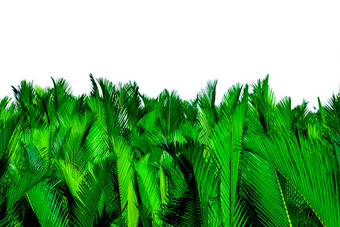 尼帕fruticanswurmb尼帕屋顶棕榈尼帕棕榈红树林棕榈绿色叶子棕榈孤立的白色背景绿色叶为装饰有机产品热带植物绿色异国情调的叶