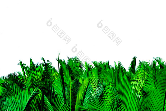 绿色叶子棕榈孤立的白色背景尼帕fruticanswurmb尼帕屋顶棕榈尼帕棕榈红树林棕榈绿色叶为装饰有机产品热带植物绿色异国情调的叶