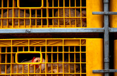鸡运输卡车从牲畜农场食物工厂家禽行业牲畜运输预告片鸡黄色的塑料板条箱动物残忍概念鸡狭小的笼子里
