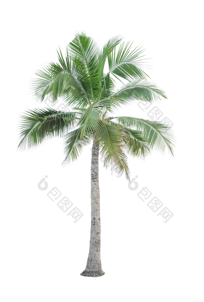 椰子树孤立的白色背景使用为广告装饰体系结构夏天和海滩概念