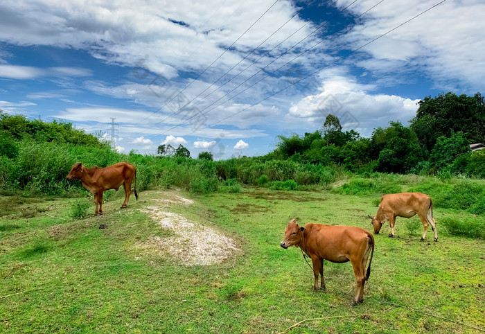 群牛放牧绿色草草地棕色（的）牛牧场牛肉牛牛农业牲畜高电压电桥塔在动物农场场景观草地农村泰国牛