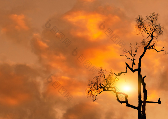 低角视图轮廓死树橙色日落天空和云伤心死亡和悲伤背景恐怖死树美自然无叶的树为灵感报价摘要背景