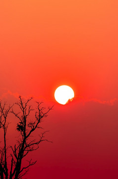 美丽的轮廓死树和红色的日落天空和云浪漫的和和平场景大太阳和红色的天空日落时间与美艺术模式分支机构宁静的自然美自然