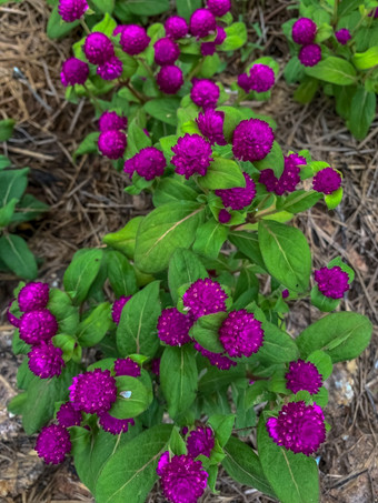 Gomphrenaglobosa全球苋属植物前视图紫色的花布鲁姆热带花园花种植夏天季节花园美自然紫色的花种植与有机土壤园艺