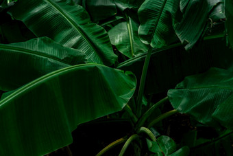 香蕉绿色叶子黑暗背景香蕉叶热带花园绿色叶子与美丽的模式热带丛林自然植物热带花园自然背景绿色植物壁纸