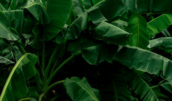 香蕉绿色叶子黑暗背景香蕉叶热带<strong>花园</strong>绿色叶子与<strong>美丽</strong>的模式热带丛林自然植物热带<strong>花园</strong>自然背景绿色植物壁纸