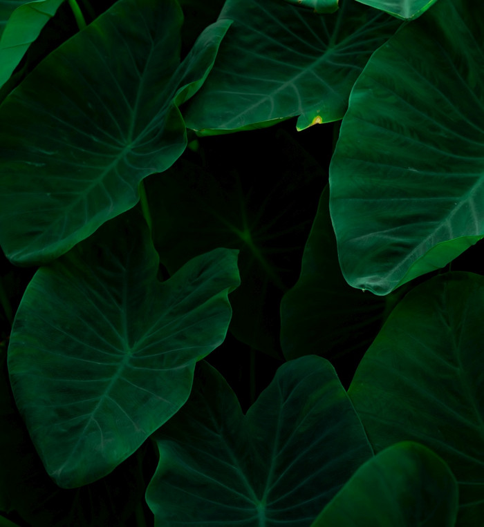 特写镜头绿色叶子大象耳朵丛林绿色叶纹理背景与最小的模式绿色叶子热带森林黑暗背景绿色植物壁纸植物花园
