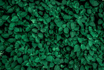 密集的黑暗绿色叶子的花园翡翠绿色叶纹理自然摘要背景热带森林以上视图黑暗绿色叶子与自然模式热带植物壁纸绿色植物