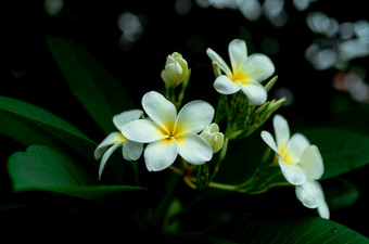 特写镜头鸡蛋花花与<strong>绿色</strong>叶子模糊散景背景白色plumeria花布鲁姆的花园热带植物温柔的<strong>白色花</strong>瓣和黄色的中心花水疗中心壁纸