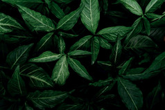 黑暗绿色叶子的花园翡翠绿色叶纹理自然摘要背景热带森林以上视图黑暗绿色叶子与自然模式热带植物壁纸绿色植物