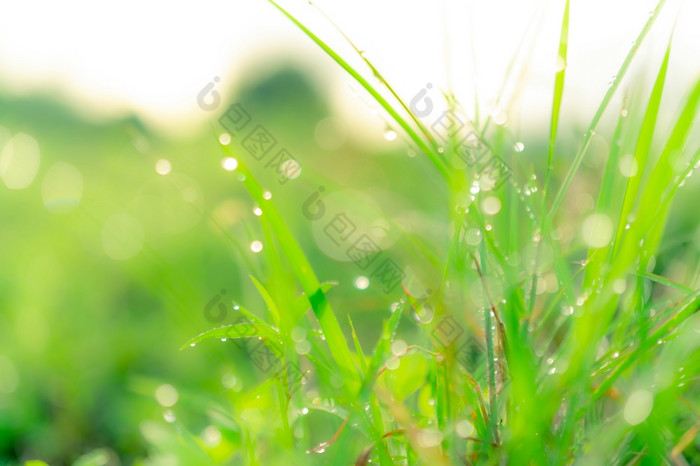 模糊新鲜的绿色草场与雨滴早期早....水滴绿色草叶子花园绿色草叶子与散景背景和阳光自然背景多雨的季节