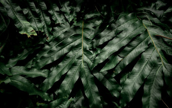 黑暗绿色叶子的花园光绿色叶纹理自然摘要背景热带森林以上视图黑暗绿色叶子与自然模式热带植物为壁纸绿色植物