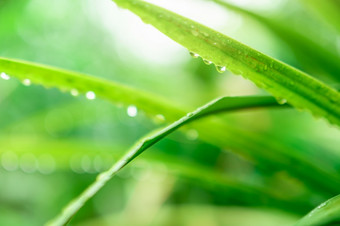 模糊新鲜的绿色草场与雨滴水滴雨下降绿色草叶子花园绿色草叶子与散景背景和阳光自然背景多雨的季节