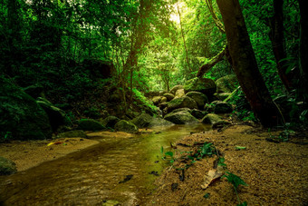 绿色树和岩石热带<strong>森林</strong>身体水的丛林与阳光小流的<strong>森林</strong>清洁<strong>环境</strong>美自然密集的绿色树的<strong>森林</strong>自然背景
