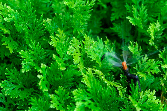 自动草坪上喷水灭火系统浇水绿色植物喷水灭火系统与自动系统花园灌溉系统浇水草坪上喷水灭火系统系统维护服务首页服务灌溉喷水灭火系统