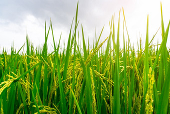 绿色帕迪场大米种植园有机茉莉花大米农场亚洲大米日益增长的农业农场美丽的自然农田帕迪场植物培养绿色叶子和耳朵大米
