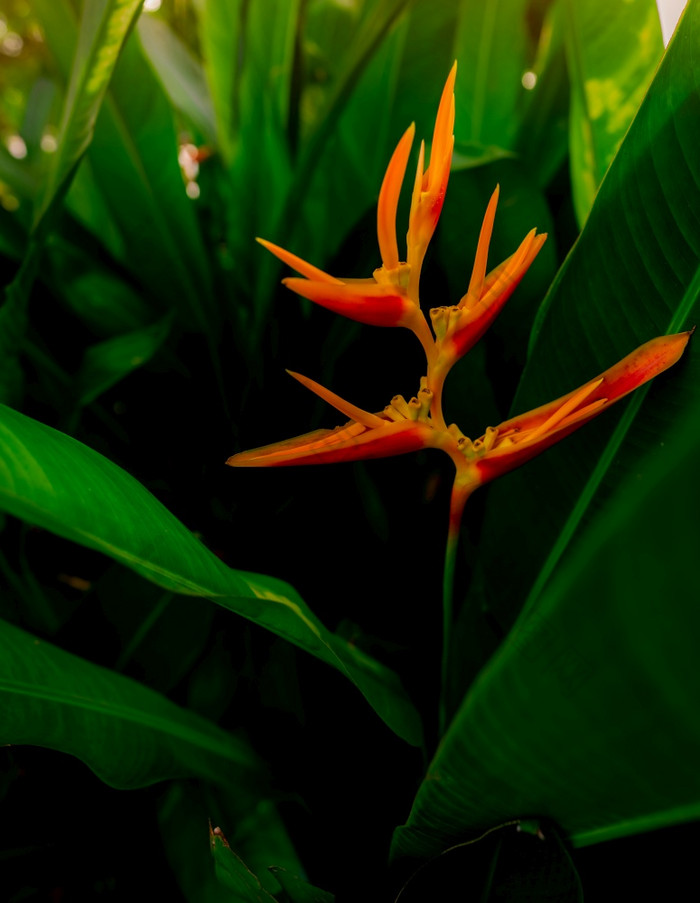 特写镜头橙色花与绿色叶子热带花园观赏植物为装修户外花园橙色花的早....与阳光美自然橙色花夏天花园