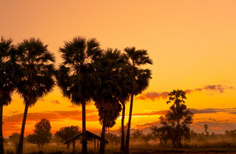 黄色的和橙色日出天空后面棕榈树和热带森林金日出天空和轮廓糖棕榈树和小屋农村国家视图橙色和红色的日出发光稀树大草原森林