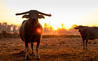沼泽水牛收获大米场泰国水牛妈妈。和儿子站大米农场的早....与阳光国内水水牛东南亚洲国内动物农村