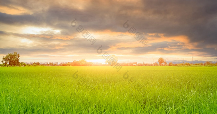 大米种植园绿色大米帕迪场有机大米农场亚洲大米日益增长的农业绿色帕迪场paddy-sownricefield培养景观农业农场和多云的天空