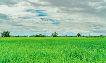景观绿色大米场大米农场农村绿色大米帕迪场有机大米农场亚洲帕迪场的热带景观对白色云蓝色的天空农业农场户外空气