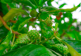 诺丽水果莫林达柠檬酸树莫林达柠檬酸树与绿色叶子的热带水果花园Herbal医学背景为诺丽汁产品安全传统的医学