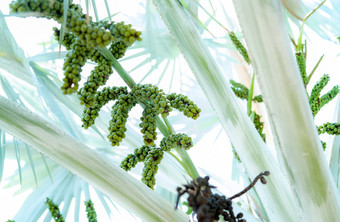 俾斯麦诺比利斯的花园特写镜头轮绿色生水果俾斯麦棕榈常绿棕榈棕榈树为装修酒店度假胜地花园观赏植物棕榈种植园和农业