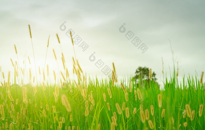 模糊金草花与多云的天空多雨的季节绿色大米场与草花大米种植园绿色大米帕迪场有机大米农场亚洲户外新鲜的空气自然疗愈