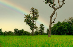 大米种植园绿色大米帕迪场大米日益增长的农业绿色帕迪场paddy-sownricefield培养的景观农业农场与彩虹的天空的多雨的季节