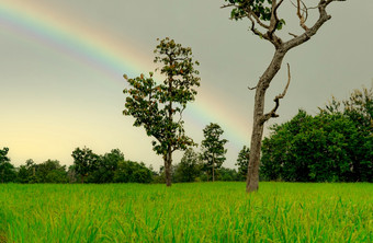 <strong>大米</strong>种植园绿色<strong>大米</strong>帕迪场<strong>大米</strong>日益增长的农业绿色帕迪场paddy-sownricefield培养的景观农业农场与彩虹的天空的多雨的季节