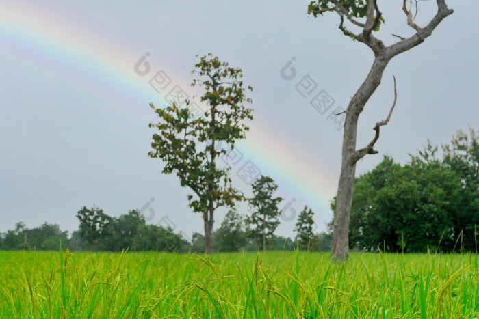 大米种植园绿色大米帕迪场大米日益增长的农业绿色帕迪场paddy-sownricefield培养的景观农业农场与彩虹的天空的多雨的季节