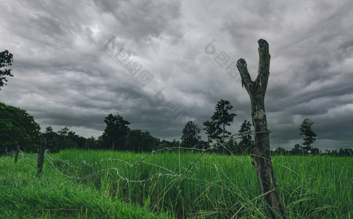 绿色大米帕迪场与有倒钩的线栅栏和木波兰与狂风暴雨的天空大米农场亚洲绿色帕迪场景观农业农场农业区域大米农场多雨的季节