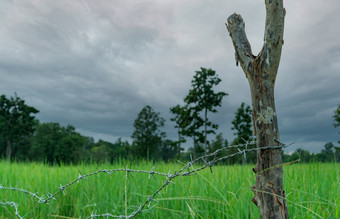 绿色<strong>大米</strong>帕迪场与有倒钩的线栅栏和木波兰与狂风暴雨的天空<strong>大米</strong>农场亚洲绿色帕迪场景观农业农场农业区域<strong>大米</strong>农场多雨的季节