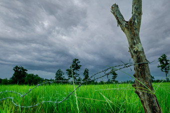 绿色大米帕迪场与有倒钩的线栅栏和木波兰与狂风暴雨的天空大米农场亚洲绿色帕迪场景观农业农场农业区域大米农场多雨的季节