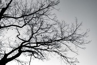 轮廓死树和分支机构灰色的天空背景为和平死亡孤独的<strong>伤心</strong>绝望的宁静的和绝望<strong>伤心</strong>自然死亡和<strong>伤心</strong>情感背景抑郁情绪概念