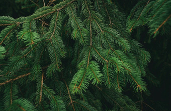 绿色松树叶子和分支机构黑暗背景的森林自然摘要背景绿色针松树圣诞节松树壁纸冷杉树分支美丽的模式松嫩枝