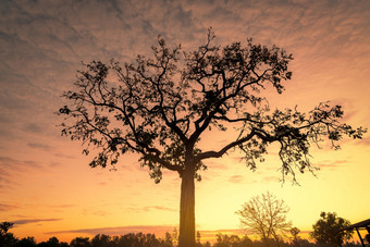 轮廓树与金<strong>日出</strong>天空的早....<strong>新</strong>一天与的橙色<strong>日出</strong>天空后面的树精神上的和宁静概念美自然美丽的风景黄昏和黎明