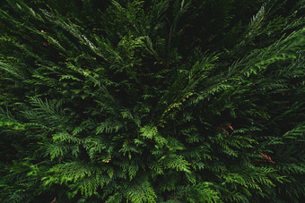 前视图绿色叶子黑暗背景丛林以上视图密集的黑暗绿色叶子花园自然摘要背景美丽的黑暗绿色叶纹理小绿色叶子背景