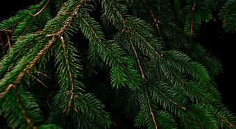 绿色松树叶子和分支机构黑暗背景的森林黑暗绿色叶背景绿色针松树圣诞节松树壁纸冷杉树分支美丽的模式松嫩枝