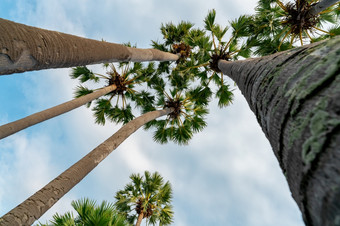 底视图棕榈树与蓝色的天空<strong>夏天夏天</strong>共鸣棕榈树与绿色叶子热带海滩岛环境<strong>夏天夏天</strong>旅行背景热带树度假胜地