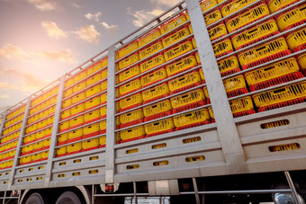 鸡运输卡车从牲畜农场食物工<strong>厂家</strong>禽行业禽流感流感病毒鸟流感概念牲畜运输预告片鸡黄色的塑料板条箱