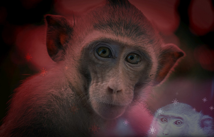 猴痘爆发概念猴痘引起的猴痘病毒猴痘病毒人畜共患疾病病毒传播人类从动物猴子五月港的病毒和感染人