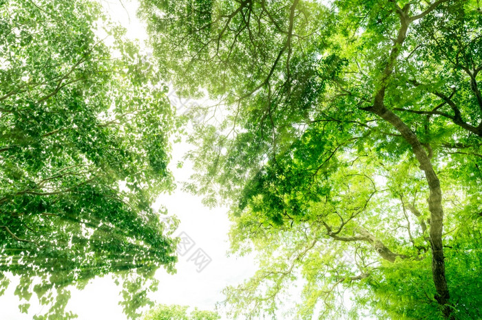 底视图树与绿色叶子热带森林与太阳光新鲜的环境公园绿色树给氧气夏天花园环境保护生态概念保存的地球