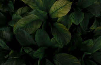 特写镜头绿色叶子热带植物花园<strong>密集</strong>的黑暗绿色叶与美模式纹理背景绿色叶子为水疗中心背景绿色壁纸前视图观赏植物花园