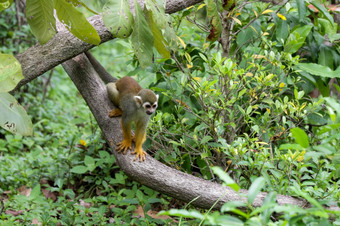 松鼠猴子saimirioerstedii坐着的树树干与绿色叶子