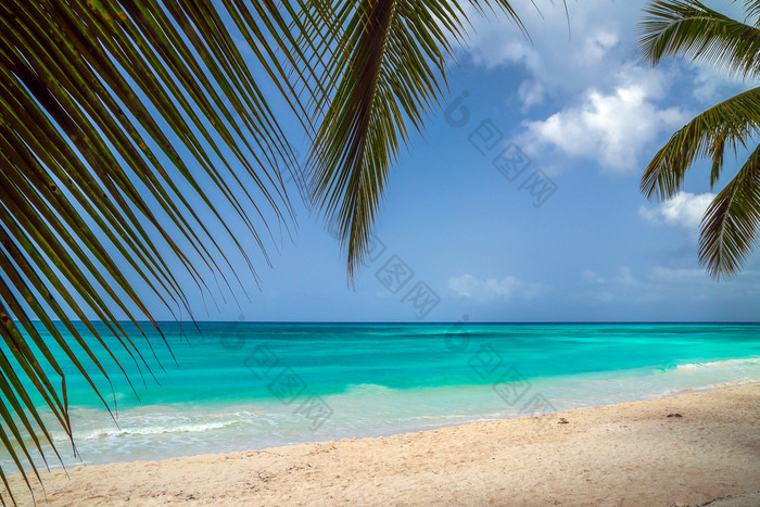 看的加勒比海通过的分支机构椰子棕榈景观天堂热带岛海滩与完美的蓝色的阳光明媚的天空假期假期夏天背景加勒比野生自然风景附近的海滩saona背景加勒比野生自然风景附近的海滩saona看的加勒比海通过的分支机