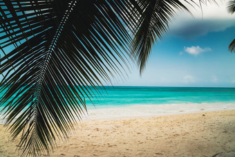 看的加勒比海通过的分支机构热带植物<strong>景观</strong>天堂热带岛海滩与完美的蓝色的阳光明媚的天空<strong>假</strong>期<strong>假</strong>期夏天背景加勒比野生自然风景附近的海滩saona看的加勒比海通过的分支机构椰子棕榈