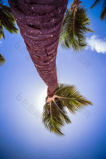 棕榈树特写镜头热带岛椰子棕榈树拍摄宽角对的太阳拍摄从底前与蓝色的天空和白色云假期夏天假期背景壁纸阳光明媚的热带异国情调的天堂棕榈树特写镜头热带岛
