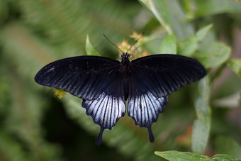 蝴蝶美丽的热带蝴蝶模糊自然背景热带蝴蝶它的自然栖息地轰动一时的蝴蝶